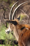 sable_antelope
